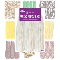 옥수수 콩 씨앗 모음, 사탕수수씨앗 30립