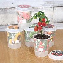 [신기한식물] 가정용 반려 식물 키우기 미니 화분 재배 세트 방에서 키우는 실내 화초 옥상 베란다 텃밭 꾸미기, 방울토마토
