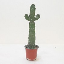 만세선인장(소) 홈가드닝 실내인테리어식물, 상세페이지 참조