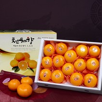 천혜향 선물세트 3kg, 3kg(16~18과)중소과