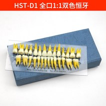 교육용 구강 덴티폼 치과 임플란트 치아모형 관리 양치 교육 과학실 치위생 치과 설명용, 전구 1:1 투톤 영구치
