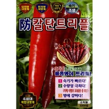 (씨앗) 방칼탄트리플 고추 - 칼라병 탄저병에 강한 숙기 빠른 조생 극대과 고추 씨앗 종자 - 1200립