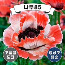 (나무85) 숙근양귀비, 하베스타문