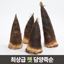 삼시세끼연구소 최상급 담양 삶은 죽순 죽순채 생죽순 맹종죽 5kg 10kg, 4.생죽순 5kg