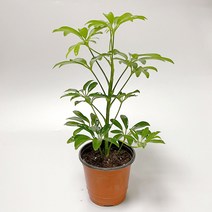 홍콩야자 소형식물 미니식물 실내공기정화식물 안방식물 사무실식물 키우기쉬운식물 미세먼지제거식물 실내화초