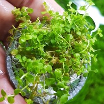 [미미네아쿠아] 미크란테뭄 sp. `몬테카를로` 모스스톤 (4cm), 단일속성