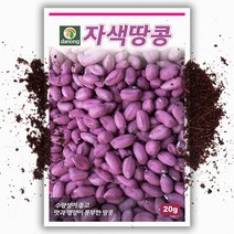자색 땅콩씨앗 (20g)