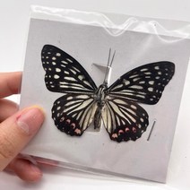 조각상 인테리어 소품샵 나비 표본 곤충 인형 생산 매력 홈 장식 액세서리 거실 컬렉션 아트, 41 41