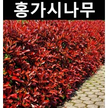 홍가시(레드로빈) 키 50cm내외 포트 1개/나무 묘목/상록수/조경용