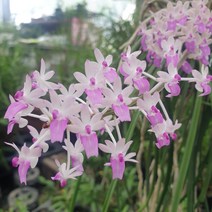 세인파니아 대품 목부작 난초 희귀식물