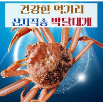 [예님푸드] 제철수산물 구룡포 산지직송 박달대게 대 1마리(생물), 단품