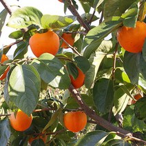 NM태추단감나무 태추배단감 태추단감묘목 배단감나무 2년