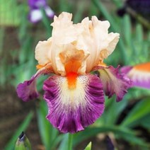 우리화훼종묘 아이리스 숙근(뿌리)-슈발리에 데 말테