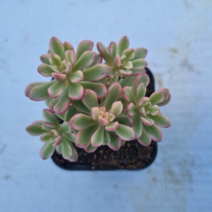 [수암다육] 조이스툴루크금 랜덤발송 Sedum 'Joyce Tulloch' f. variegata 다육 다육이 다육식물 486