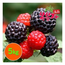 고창특산물 고창 복분자 생과 로얄특상품 5kg (급냉)