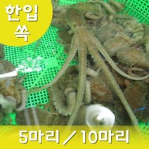 한입세발낙지 산낙지 1마리 생낙지 낙지회 무안낙지 뻘낙지 (5마리이상 주문상품), 한입세발낙지 5마리