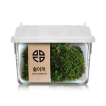 솔이끼 관찰세트 자연과학 초등수업 음지식물 초등과학 생물관찰 과학교구 관찰활동 생이끼 테라리움 민꽃식물 반려식물 석부작, 단품, 단품