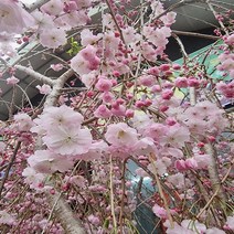 착한가격 나무생각 수양 분홍겹벚나무 R3~4(개화주), 주