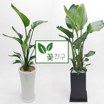 꽃친구 극락조 여인초 개업 이사 집들이 선물 실내 축하 화분 전국 당일배송, 극락조 사기분 1호, 기본받침