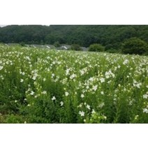 슈퍼도라지종근 50주 슈퍼도라지모종 슈퍼도라지씨앗재배, 1개