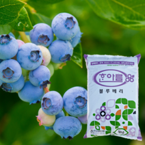 한아름 블루베리상토 50L 대용량 블루베리분갈이흙 피트머스 펄라이트 배양토 퇴비 비료, 1개