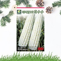 해피찰3호 옥수수씨앗 70립 흰찰옥수수 씨앗 종자