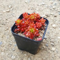 [다육식물]레드베리