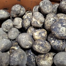 포슬포슬 검은흙 제주 구좌 햇감자! 3kg 5kg 10kg (사이즈 상/특), 감자 상 10 Kg