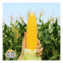 꿀달달 제주 초당옥수수 10개입 (중상품 12-14cm), 단품