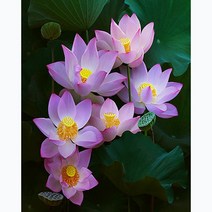 푸아이 보석십자수 3D 캔버스형 액자 부귀 연꽃 베스트모음 15종 40x50 DIY 세트 큐빅 비즈 PW1799, 40x50cm, Type_E