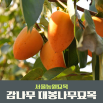 서울농원묘목/감나무 묘목 대봉 야오끼(왕대봉) 둥시 차량단감 월하시, 중묘