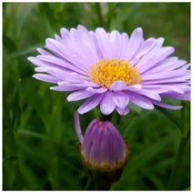 (성실)벌개미취모종 3개 (1포트5뿌리)