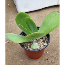 [별이네 다육] 다육식물 당인