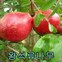 청포도(샤인머스켓)삽1년2그루+앵두접목1년 1그루 나무 묘목 묘목판매