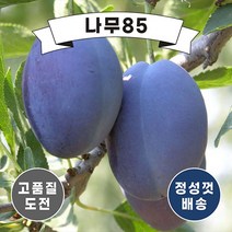 (나무85) 서양자두나무 묘목 2종 시리즈, 1. 슈가푸룬 접1