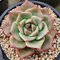 다육식물(아카펠라)1215