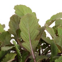 갑조네 자색무 모종(6개)