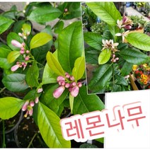 레몬나무-쬐끔하다구 무시하시면