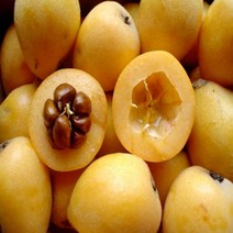 충주원예조경 / 비파나무 / 실생2년 포트묘, 주