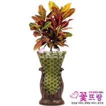 공기정화식물 개업화분 축하화분 화분배달 스투키 행운목 금전수 전국당일배송, C08 크로톤