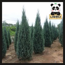 (나무판다) 블루엔젤 나무 묘목 시리즈, 4. 블루엔젤 1.5m, 1개