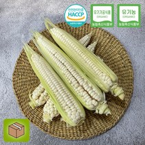 충북 괴산 대학찰옥수수 3팩 (9개입) 무농약, 무농약 대학찰옥수수 10팩(30개입)