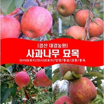 사과나무 묘목2년생(접목1년) 경산대경농원 미야마(미얀마)후지/미시마후지/양광/홍로/감홍/홍옥/미야비/아리수/아오리 [각종 묘목/조경수/약용식물 다량보유], 미시마후지, 상묘