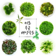 [미초 사은품증정] 달팽이 없는 깨끗한 무균 배양 수초 마리모증정 / 초보 수초 / 어항 수초 / 조직 배양 / 열대어 / 그로잇 / 담티, [후경 03] 루드위지아 슈퍼레드 - 붉은 후경수초