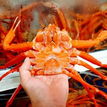홍게 제철 자숙 찜 동해 일반 3kg 11마리 내외