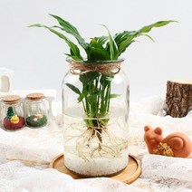 바보사랑 스파트필름 수경재배 키우기 세트 공기정화식물 가습 .미미네아쿠아