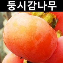 감나무(둥시감) 접목1년(뿌리) 1개/과실수/유실수