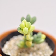 벽어연금 다육이 동글동글 하트모양 잎이 귀여운 다육식물 랜덤8-22, 단품