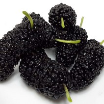 [입점기념 ] 고창 과상오디 5kg 10kg 해풍맞고 자란 명품오디 큰오디 선물용, 과상오디10kg