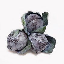 적채 3통 (1Kg-1.5Kg) 국내산 적양배추, 단품